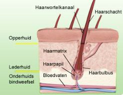 haargroei stimuleren